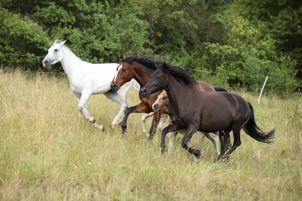 Erstaunliche Charge von Pferden auf der Weide — Stockfoto