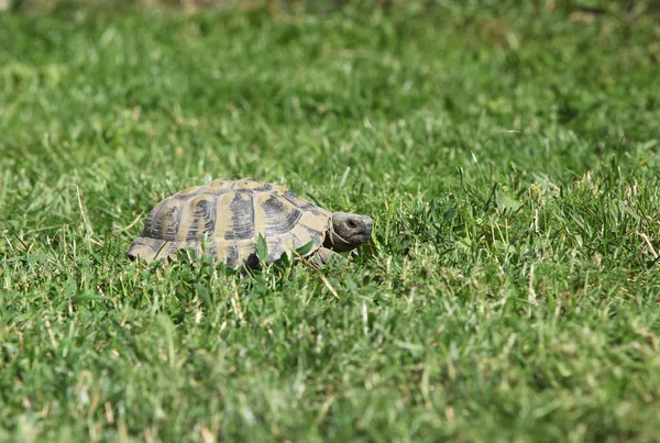 Turtle walking in the garden — Stock Image Turtle walking in the garden Stock Image
