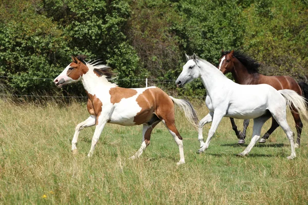 Lote incrível de cavalos em pastagens — Fotografia de Stock