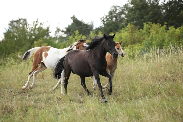 Incredibile lotto di cavalli su pascolo — Foto Stock