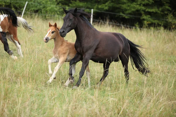 Erstaunliche Charge von Pferden auf der Weide — Stockfoto