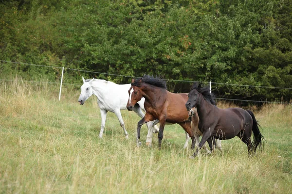 Erstaunliche Charge von Pferden auf der Weide — Stockfoto