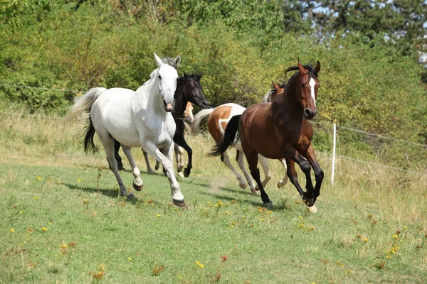 放牧の馬の素晴らしいバッチ — ストック写真