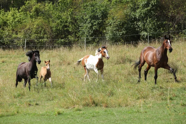 Удивительная партия лошадей на пастбище — стоковое фото