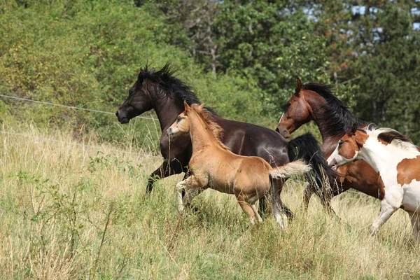 Дивовижна партія коней на пасовищі — стокове фото