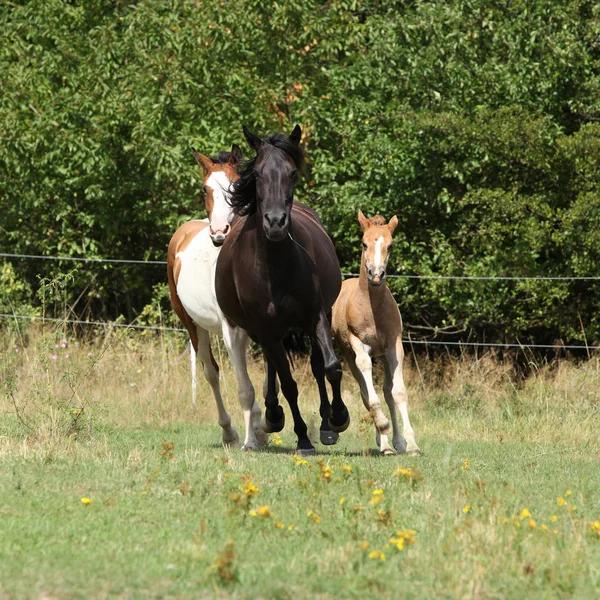 Geweldige batch van paarden op weidegronden — Stockfoto