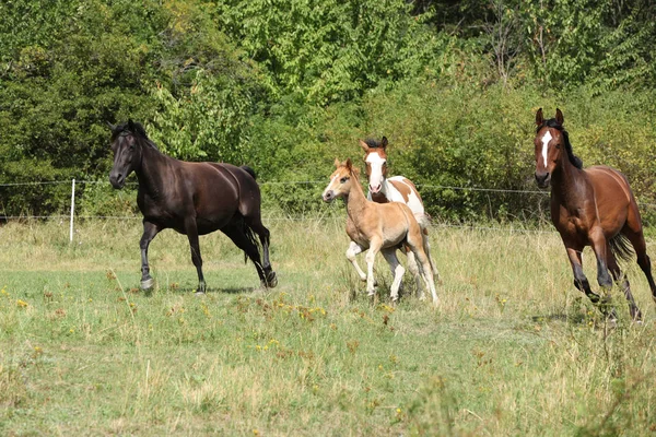 Incredibile lotto di cavalli su pascolo — Foto Stock