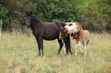 Atların otlak üzerinde şaşırtıcı toplu iş