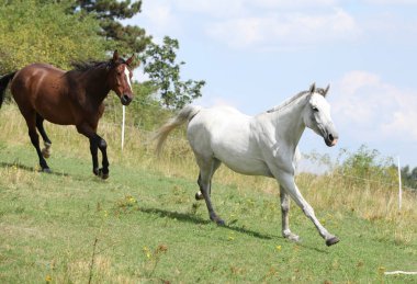 Atların otlak üzerinde şaşırtıcı toplu iş