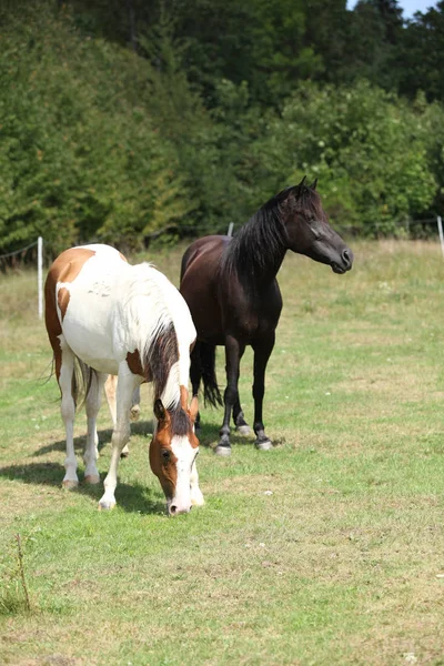 Два коні на пасовищі — стокове фото