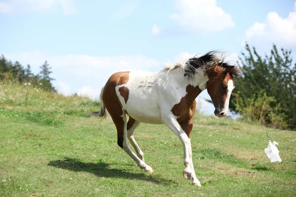 Bonito caballo corriendo sobre pastizales —  Fotos de Stock