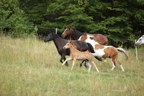 Geweldige batch van paarden op weidegronden — Stockfoto