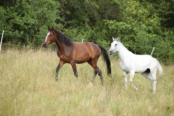 Increíble lote de caballos en los pastos — Foto de Stock