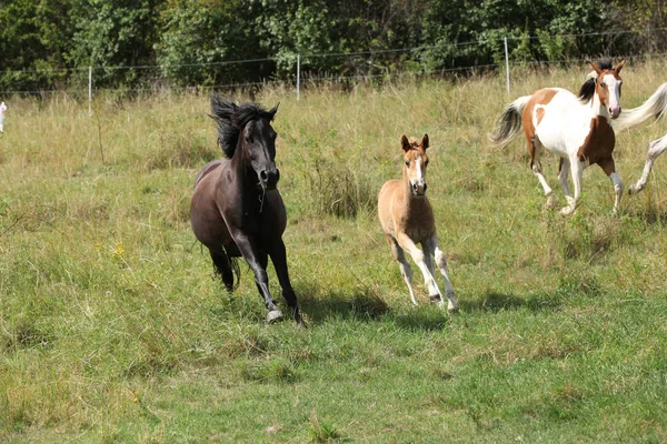 Fantastiska batch av hästar på bete — Stockfoto