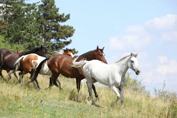 在牧场上惊人的一批马 — 图库照片