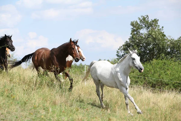 Úžasné dávkové koní na pastvin — Stock fotografie