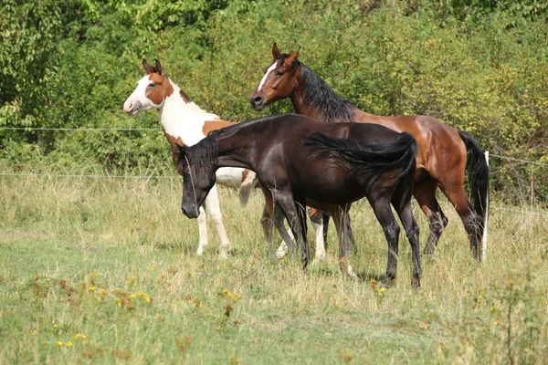Lote incrível de cavalos em pastagens — Fotografia de Stock