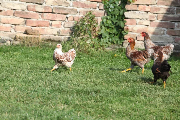 Schöne Henne, die sich im Garten bewegt — Stockfoto