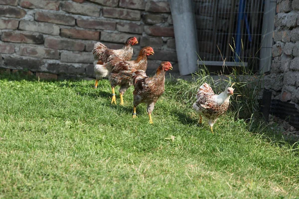 Schöne Henne, die sich im Garten bewegt — Stockfoto