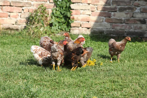 Nice hen moving in the garden — Stock Photo, Image