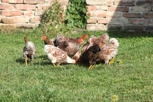 Schöne Henne, die sich im Garten bewegt — Stockfoto
