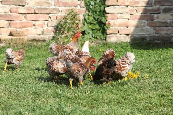 Schöne Henne, die sich im Garten bewegt — Stockfoto