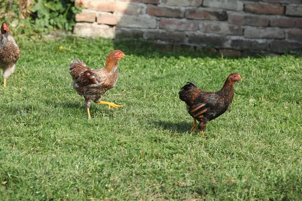 Хорошая курица, движущаяся в саду — стоковое фото
