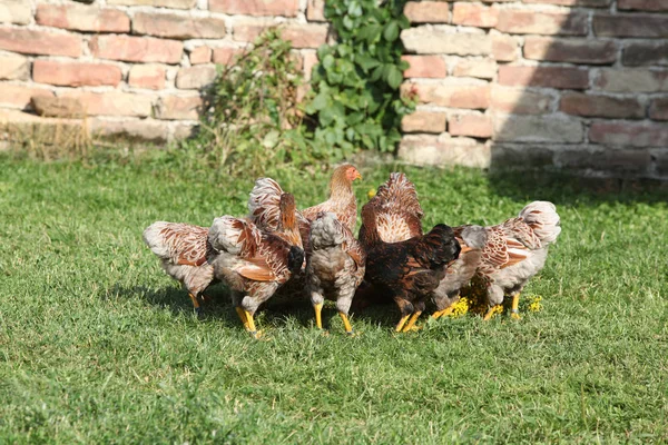 Schöne Henne, die sich im Garten bewegt — Stockfoto