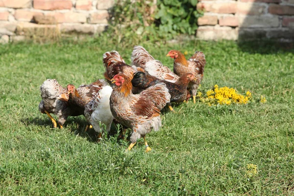 Schöne Henne, die sich im Garten bewegt — Stockfoto