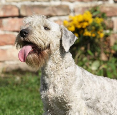Çimenlerin üzerinde duran inanılmaz Çek terrier