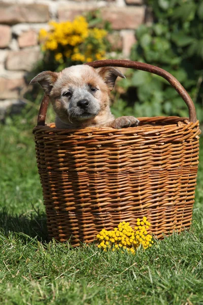 Beau chiot de bétail australien Chien en panier marron — Photo