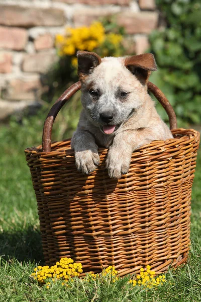 Bello cucciolo di Bovini Australiani Cane nel cestino marrone — Foto Stock