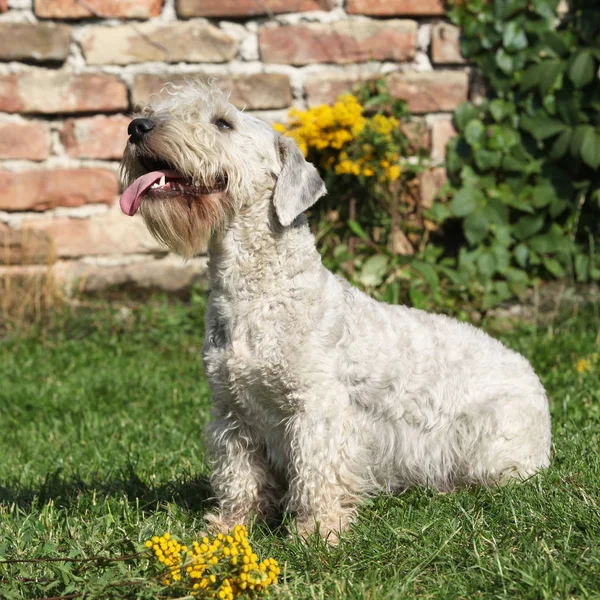 Niesamowity czeski Terrier siedzi na trawie — Zdjęcie stockowe