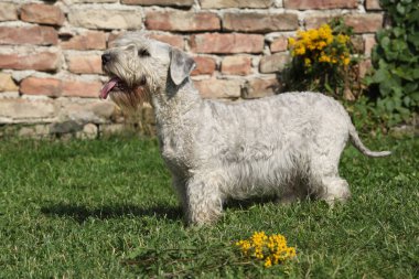 Çimenlerin üzerinde duran inanılmaz Çek terrier