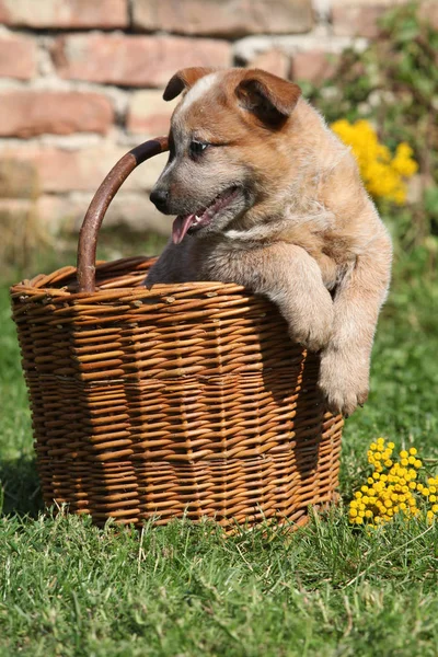 Милый щенок австралийской скотной собаки в коричневой корзине — стоковое фото