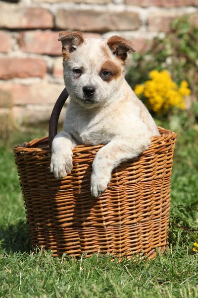 Bello cucciolo di Bovini Australiani Cane nel cestino marrone — Foto Stock