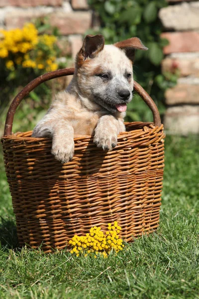 Miły szczeniak australijskiego bydła psa w brązowym koszyku — Zdjęcie stockowe