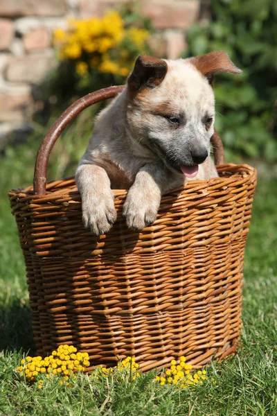 Beau chiot de bétail australien Chien en panier marron — Photo