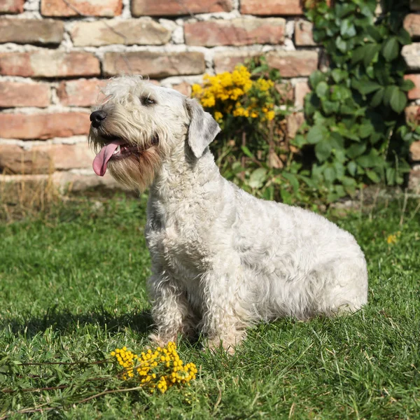 Amazing Czech terrier sitting on the grass — Stock Photo, Image