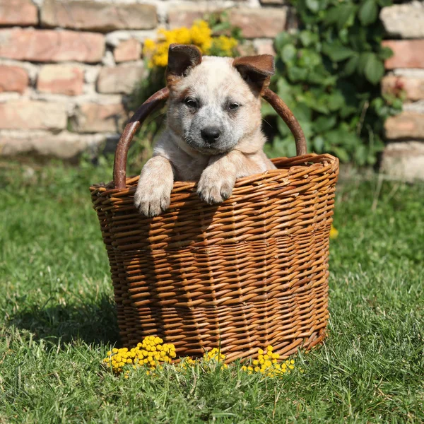 Nice puppy of Australian Cattle Dog in brown basket — Stock Image Nice puppy of Australian Cattle Dog in brown basket Stock Image
