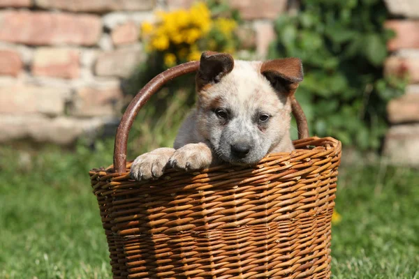 Nice puppy of Australian Cattle Dog in brown basket — Stock Image Nice puppy of Australian Cattle Dog in brown basket Royalty Free Stock Photos