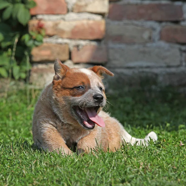 Netter australischer Rinderhund im Gras liegend — Stockfoto