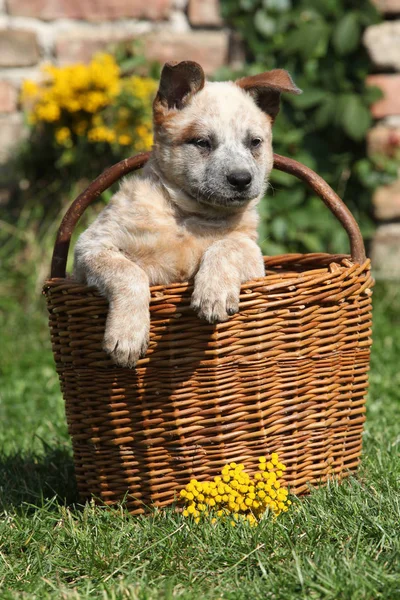 Милый щенок австралийской скотной собаки в коричневой корзине — стоковое фото