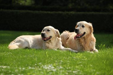 İnanılmaz altın retriever birlikte