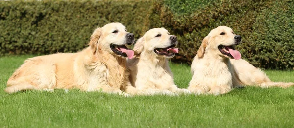 Nice golden retrievers deitado juntos — Fotografia de Stock