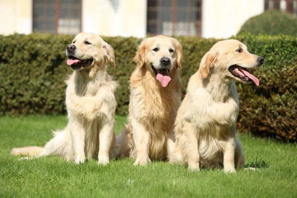 Nice golden retrievers deitado juntos — Fotografia de Stock