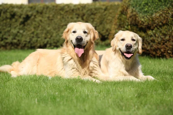 Amazing golden retrievers together — Stock Photo, Image