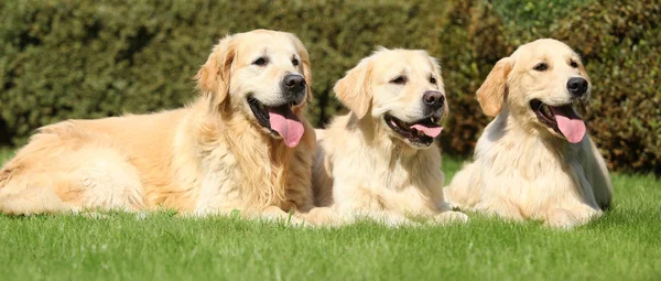 Nice golden retrievers deitado juntos — Fotografia de Stock