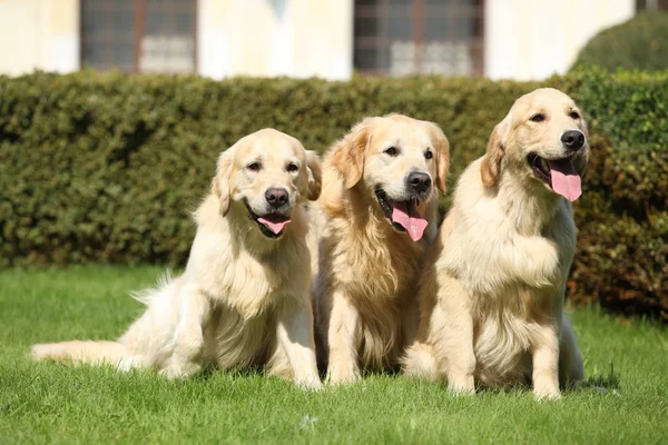 Nice golden retrievers lying together — Stock Image Nice golden retrievers lying together Stock Photo