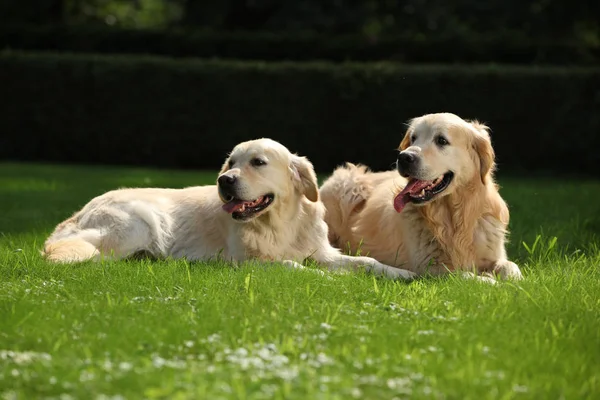 Amazing golden retrievers together — Stock Image Amazing golden retrievers together Royalty Free Stock Images